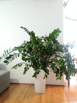 Zamioculcas