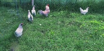 Araucana levandulová nasadova vejce