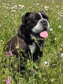 Kontinentální bulldog s PP hledá nevěstu