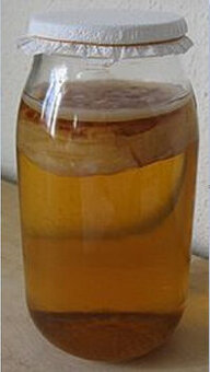 Kombucha – čajová houba - 1