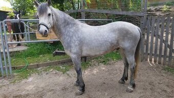 Connemara pony