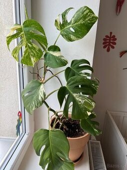 Monstera Albo Variegata
