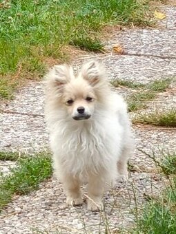 pomeranian/německy špic