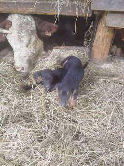 Kříženec labradora
