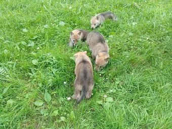 Československý vlčák – štěňata na prodej 🐺