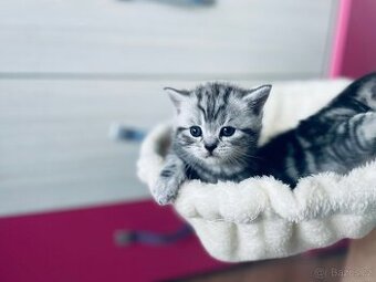WHISKAS Britská