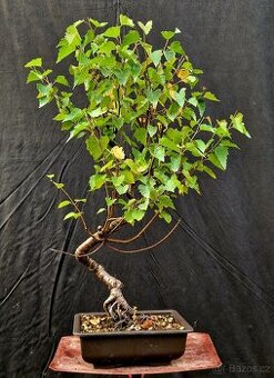 Bonsai, Bonsaj - Briza Belokora -1