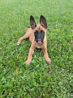 Belgický ovčák Malinois štěňata
