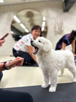 Slovenský čuvač s PP