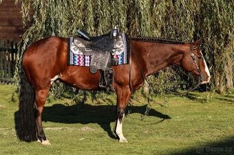 Překrásný 9-letý valach APH - BAY OVERO, skvěle naježděný