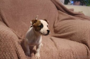 Jack Russell teriér