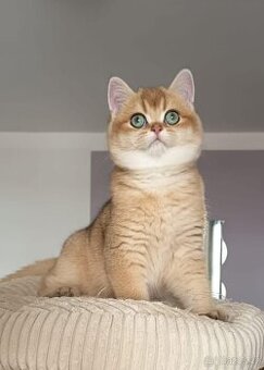 Koťátka britské kočky s PP