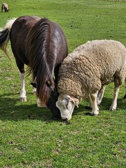 Prodám plemenného berana Texel