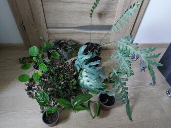 Mix pokojových kvetin