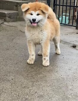 Chs Kuroma nabízí poslední fenečku plemene Akita inu s PP