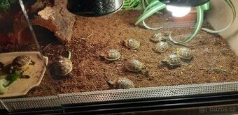 Želva zelenavá suchozemská