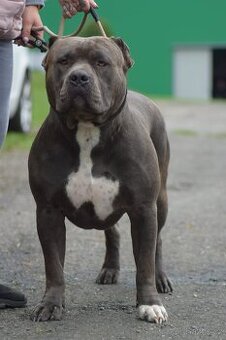 American bully XL - krytí