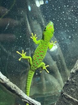 felsuma madagaskarská - mláďata