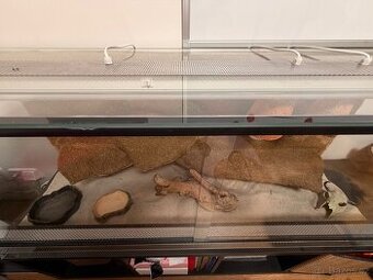 Terárium kompletně vybavené pro AGAMU VOUSATOU