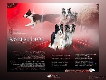 Border kolie štěňátka s PP