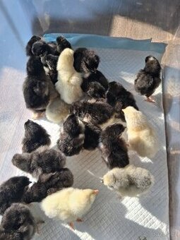 Kuratka dvorkovy mix na batevna vajicka