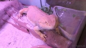Obrázek k inzerátu: Agama vousata