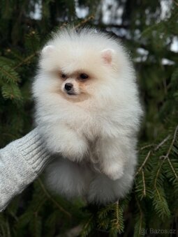 Pomeranian PP FCI Creame chlapeček