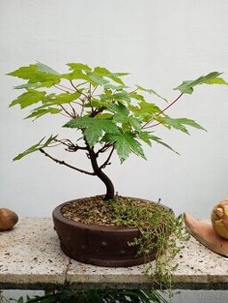 Javor mleč bonsai