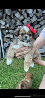 Trpaslíči Pekinézer