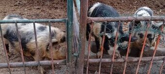 Kune kune