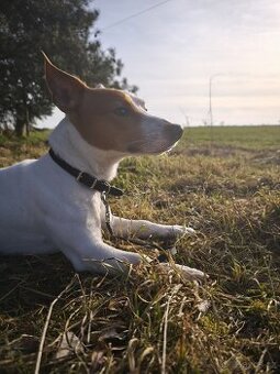 Daruji psa Jack Russell teriéra JRT