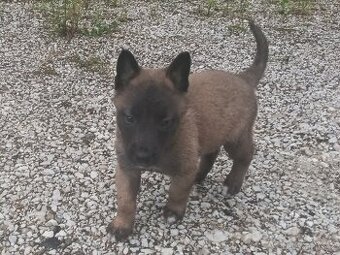 Belgický ovčák-malinois