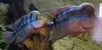Flowerhorn - 1