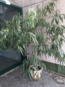 Ficus Maclellandii 'Alii