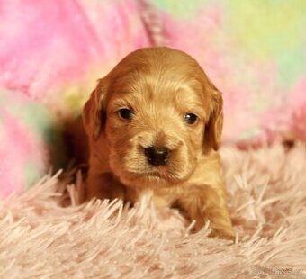 Cockapoo F1