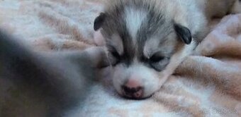 Sibiřský husky štěňátka bez PP