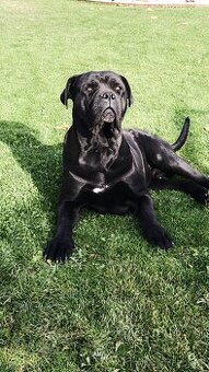 Cane Corso krytí