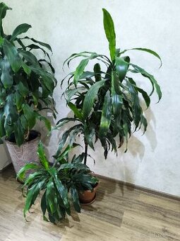 Vzrostla dracena