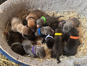 Americký stafordsirsky terier, Stafford, amstaf