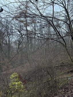 Prodáme lesní pozemek v k.ú. Dobětice - 1