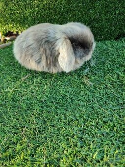 Zakrslý králíček beránek