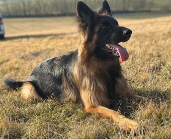 Německý ovčák - fena s PP