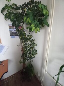 Šeflera - pokojová rostlina