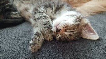 Maine Coon Cat Mainská Mývalí na prodej bez PP