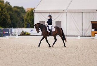 Drezurní klisna k prodeji