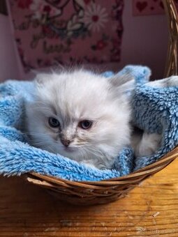 Nádherný  Ragdoll kočičky