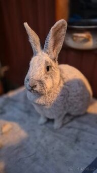 Velký světlý stříbřitý.