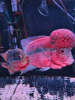 Flowerhorn par