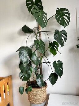 Monstera