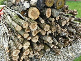 Jilmové dřevo-kmeny z živého plotu-cena za vše